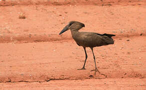 Hamerkop