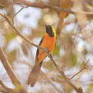 Oriole masqué