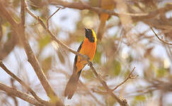 Oriole masqué