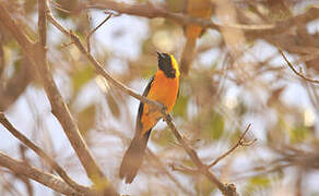 Hooded Oriole