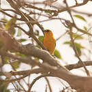 Oriole masqué