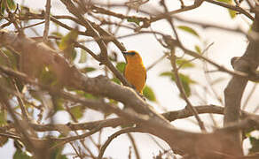 Hooded Oriole