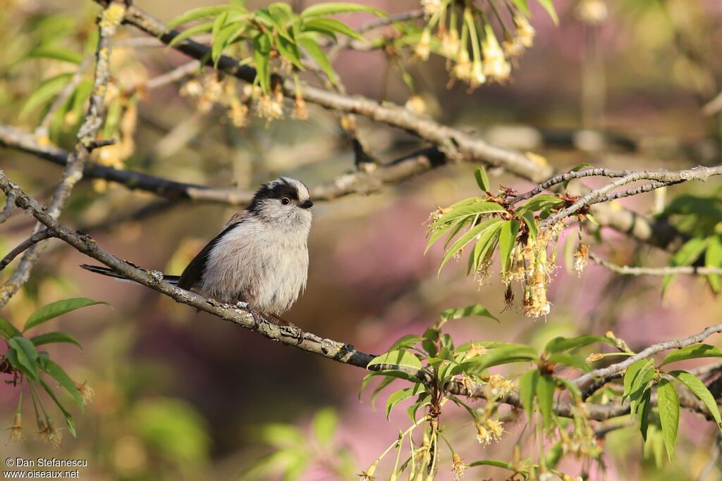 Long-tailed Tit