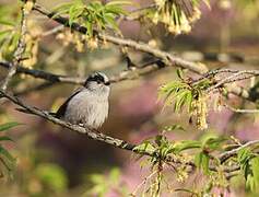 Long-tailed Tit