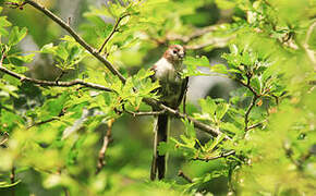 Long-tailed Tit