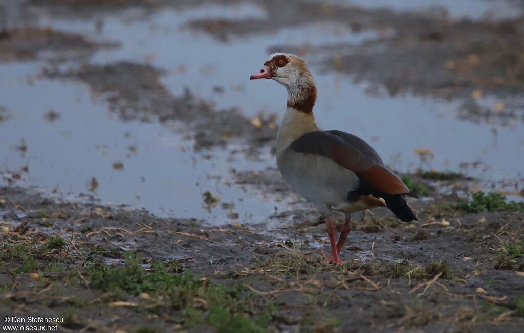 Egyptian Gooseadult, walking