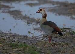 Egyptian Goose