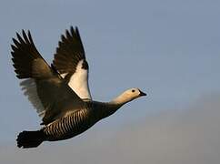 Upland Goose