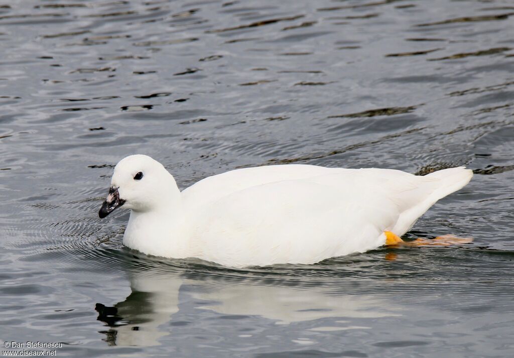 Kelp Goose male, swimming