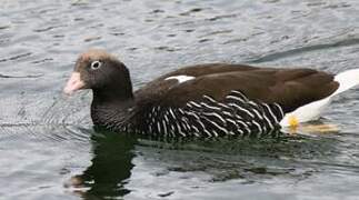 Kelp Goose