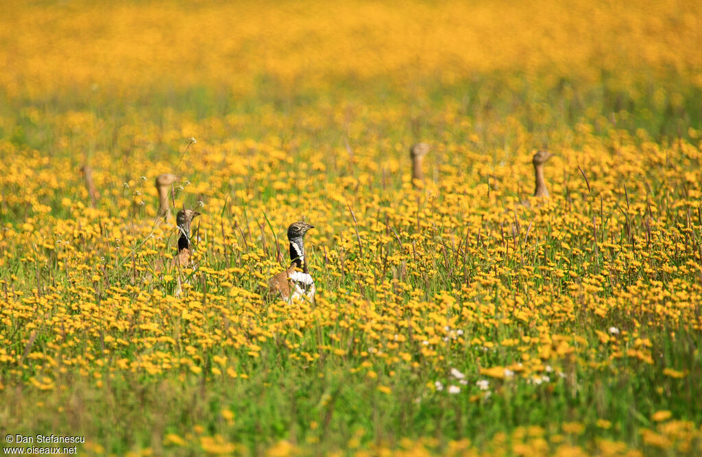 Little Bustard