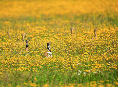 Little Bustard