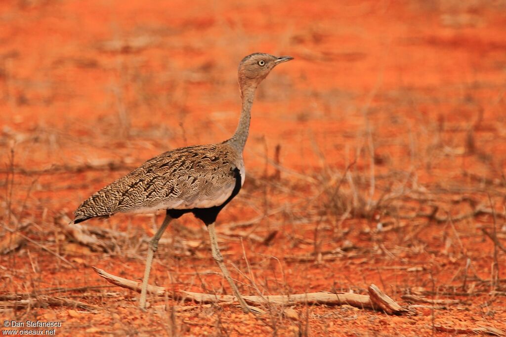 Buff-crested Bustard female adult