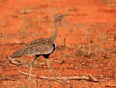 Buff-crested Bustard