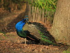 Indian Peafowl