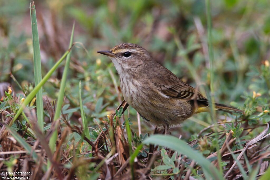 Palm Warbler