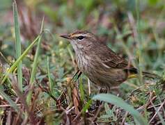 Palm Warbler