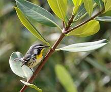 Yellow-throated Warbler