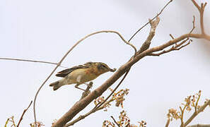 Bay-breasted Warbler