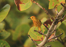 Mangrove Warbler