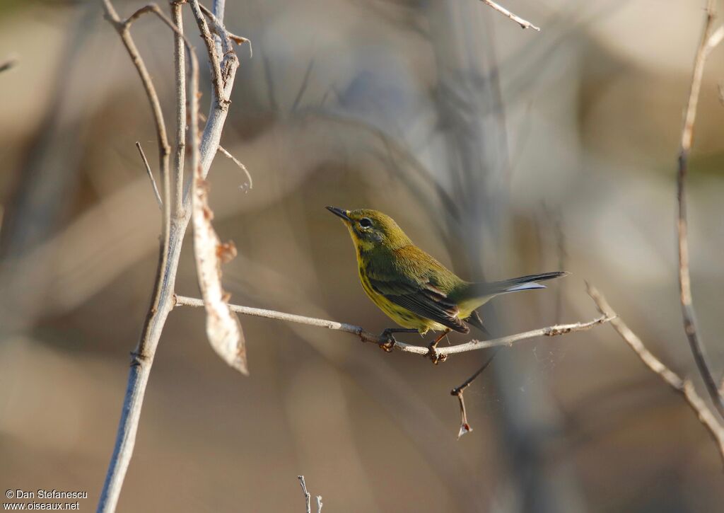 Prairie Warbler