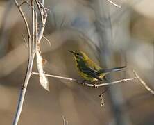 Prairie Warbler