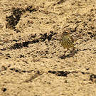 Paruline des ruisseaux