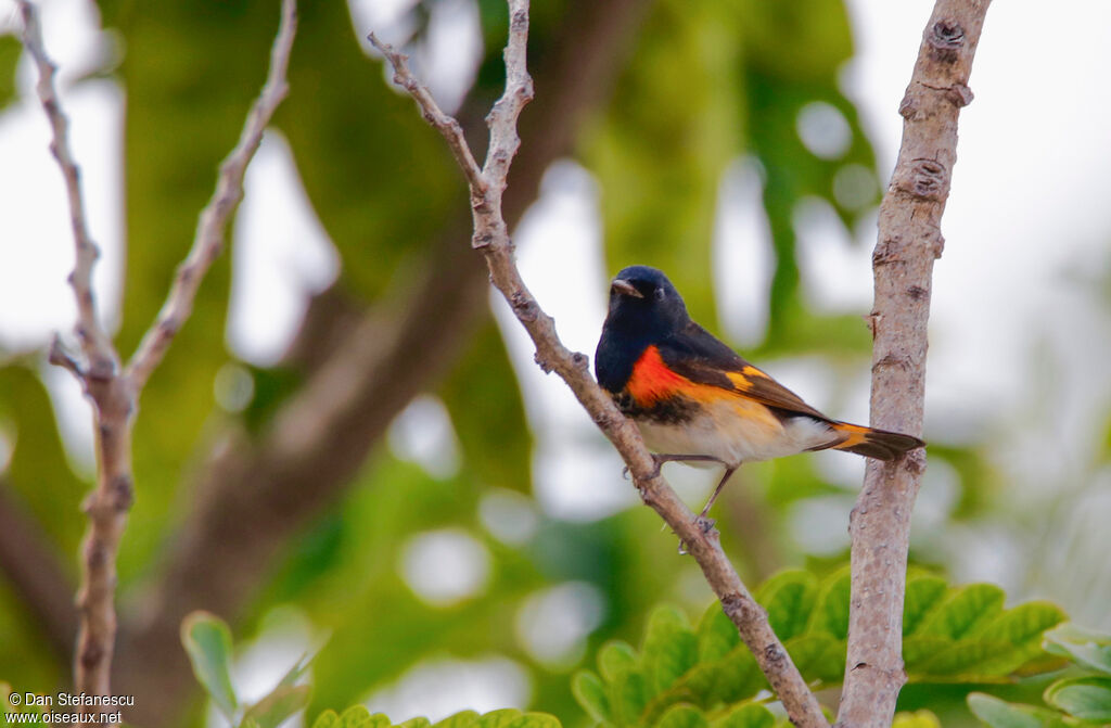 American Redstart male adult breeding