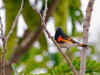 Paruline flamboyante