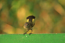 American Redstart