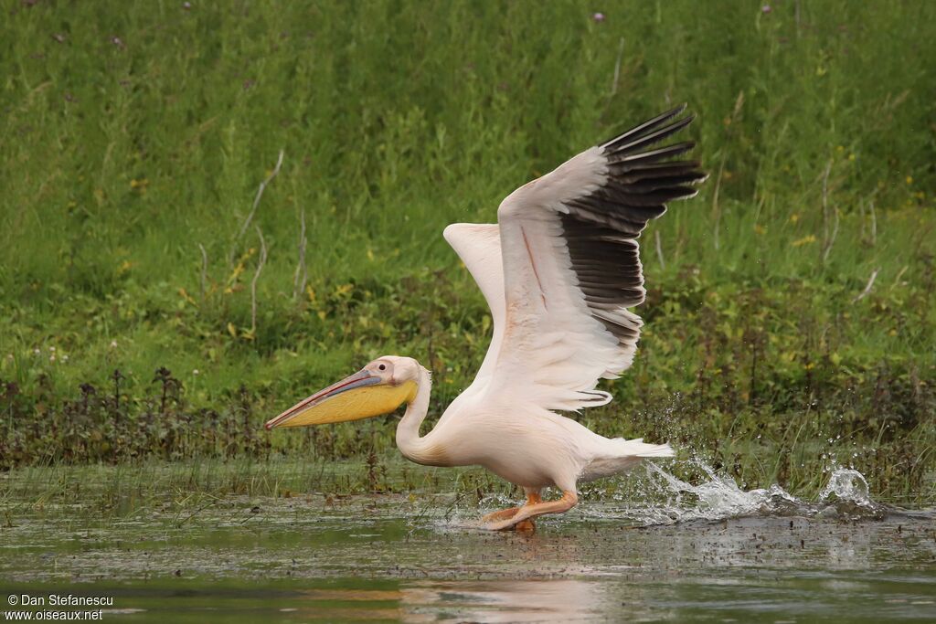 Great White Pelican