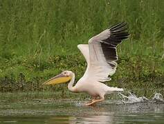 Great White Pelican