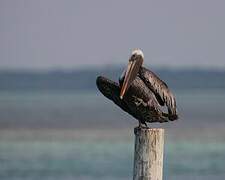 Brown Pelican