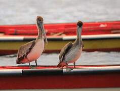 Brown Pelican