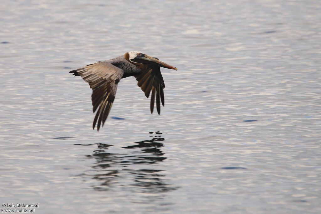 Brown Pelicanadult breeding, Flight