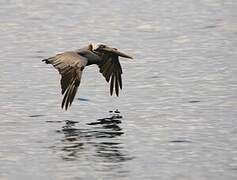 Brown Pelican