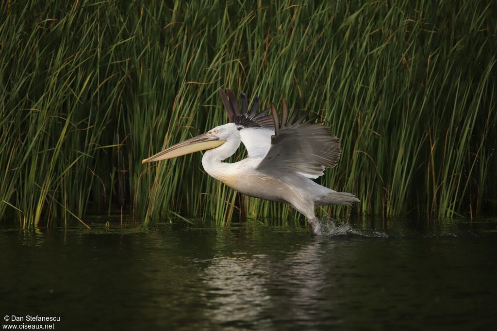 Dalmatian Pelican, Flight