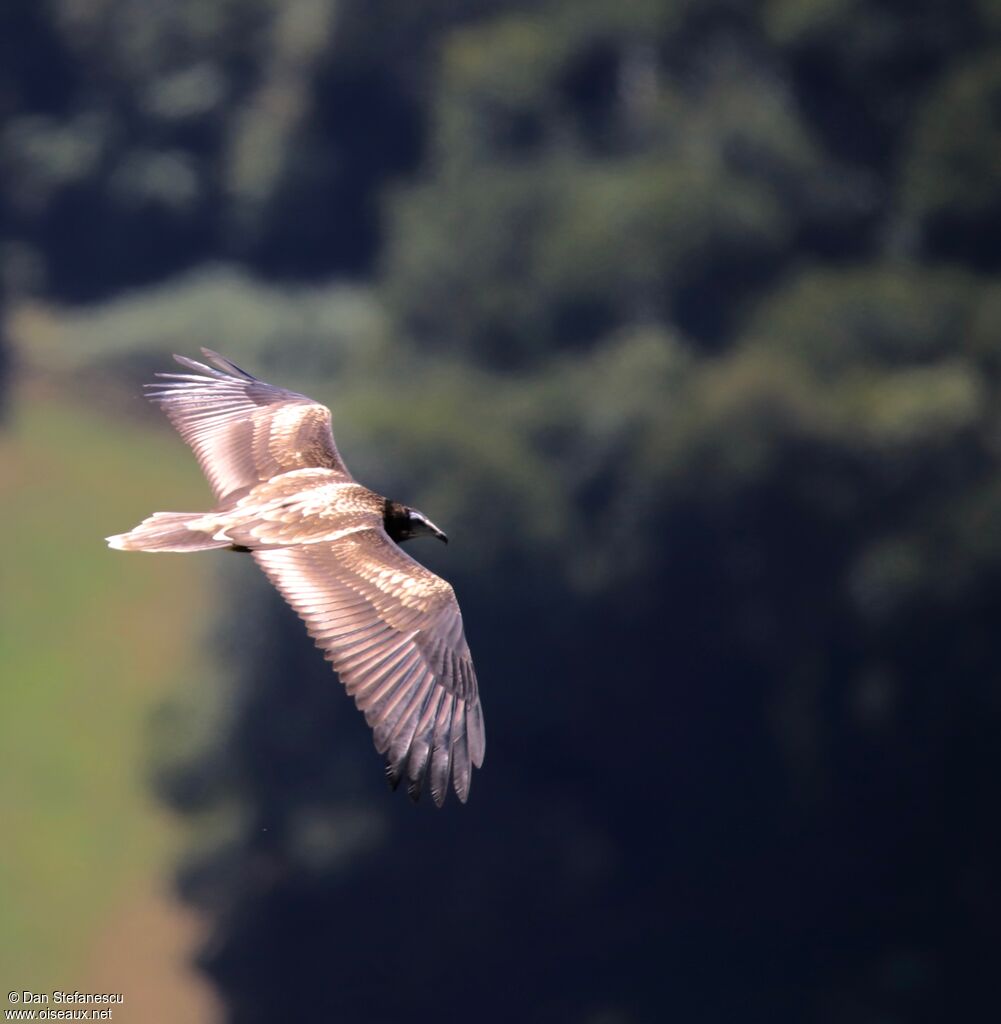 Egyptian Vulturejuvenile, Flight