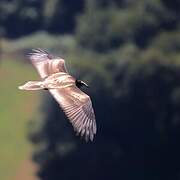 Egyptian Vulture