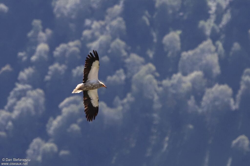 Egyptian Vultureadult, Flight