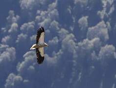 Egyptian Vulture