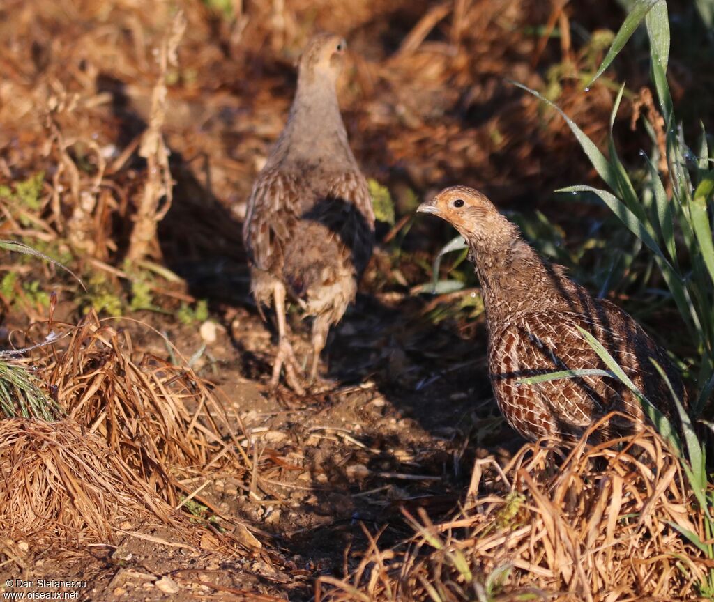 Grey Partridgeadult