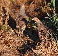 Grey Partridge