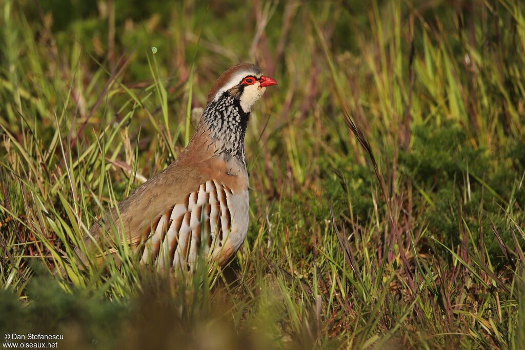 Red-legged Partridge