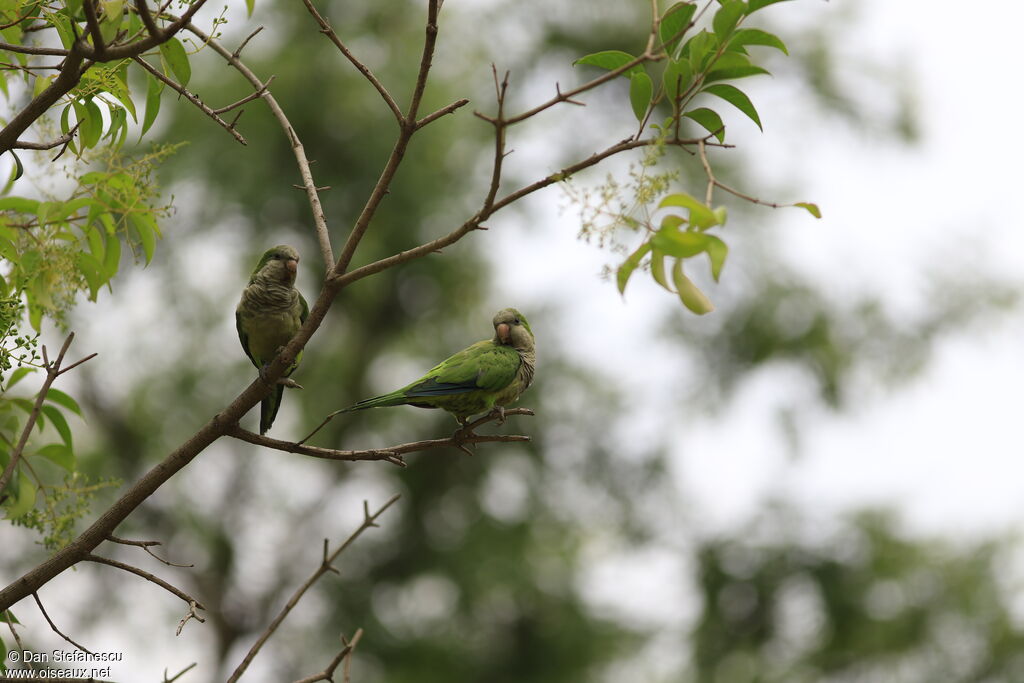 Monk Parakeetadult