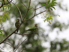 Monk Parakeet