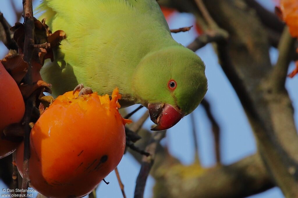 Perruche à collier femelle adulte, mange