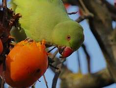 Rose-ringed Parakeet