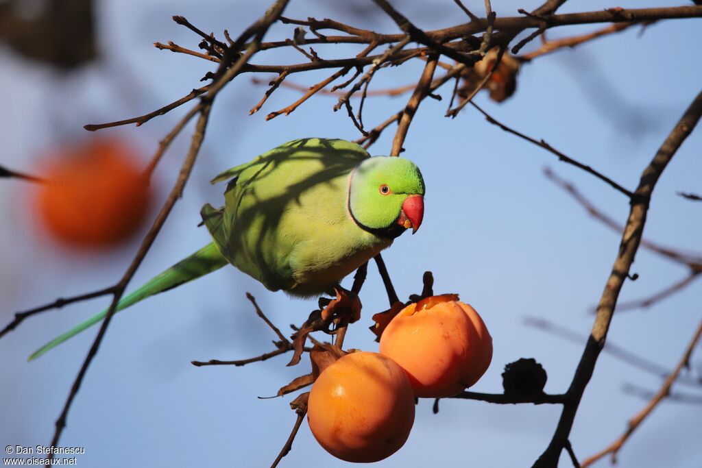 Rose-ringed Parakeet male adult