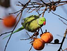 Rose-ringed Parakeet